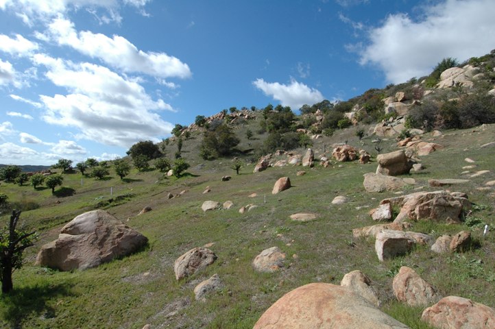 Surrounded by over 300 Citrus Trees