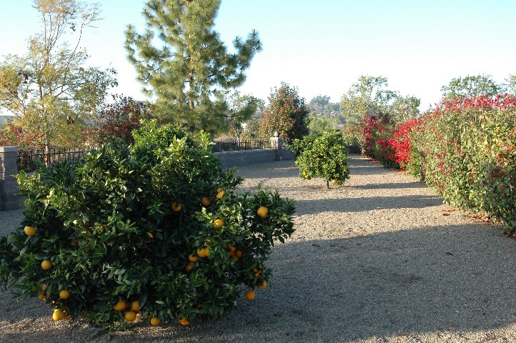 Sniff here to smell the citrus blooms...