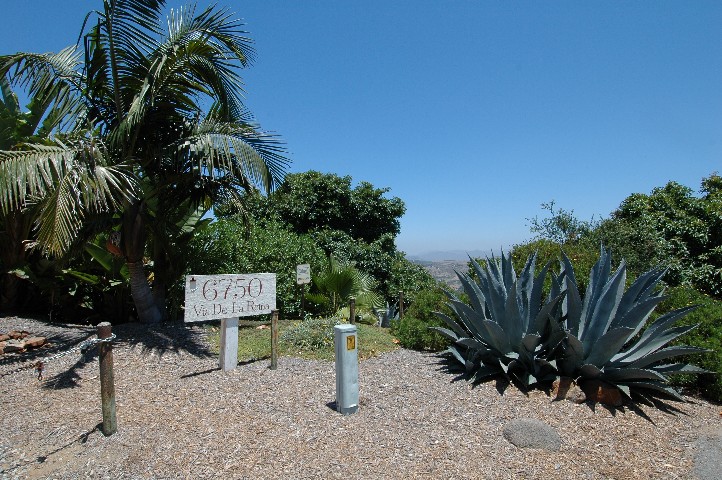 Agave americana... with View