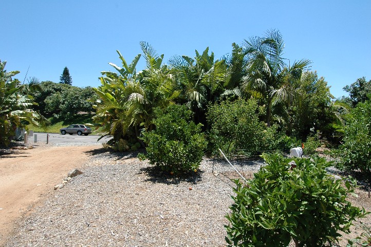 Lean Close... you can smell the citrus blossoms....