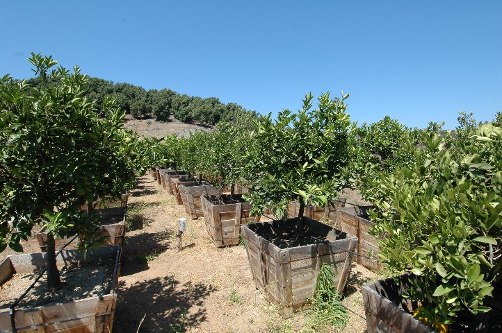 30+ Boxes Citrus trees... included